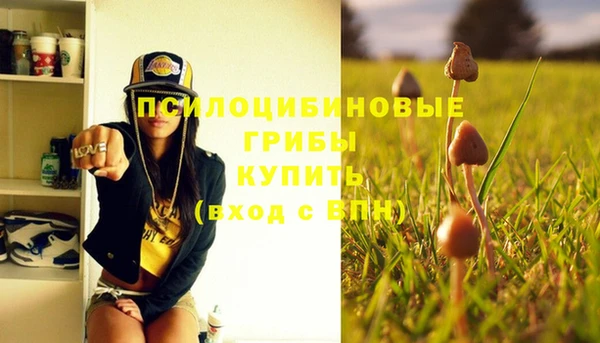 прущие грибы Новокубанск