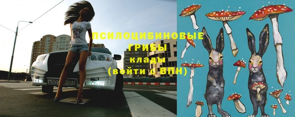стафф Новозыбков