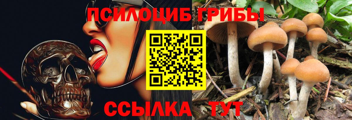 Псилоцибиновые грибы Psilocybe  Когалым  Псилоцибиновые грибы Psilocybe 